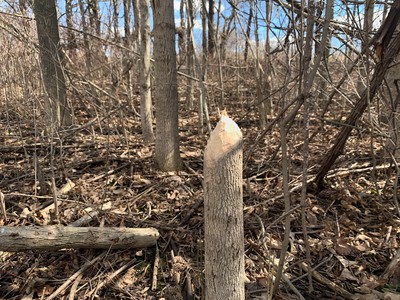 Beaver-chewed stump