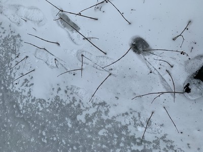 On the frozen pond