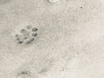 Tracks in the snow