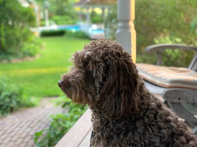 Gnocchi sitting with me on the front porch