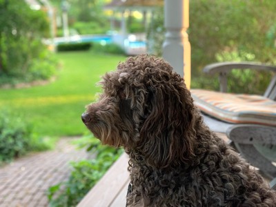 Gnocchi sitting with me on the front porch