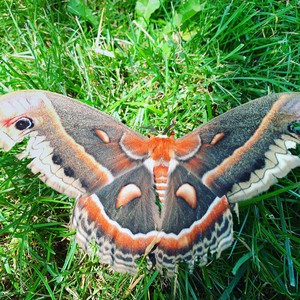 Enormous moth
