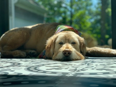 Luna resting on mat in the office