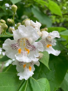 Flowers of the catalpa tree