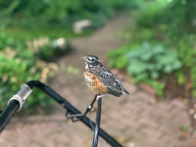 Baby robin perched on lawnmower
