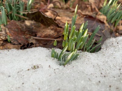 Snowdrops emerging from the snow