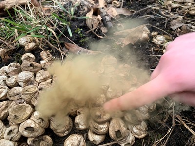 "Explosion" of devil's snuffbox mushrooms.