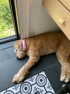 Luna sleeping in office