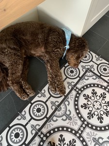 Gnocchi sleeping in office