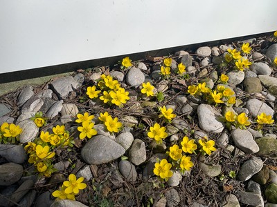 Winter aconite blooming