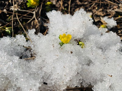 Winter aconite emerging through the snow