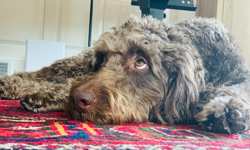 Gnocchi resting under the piano