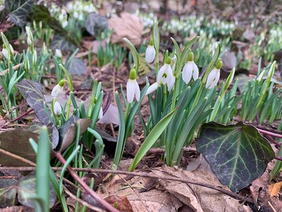 Snowdrops emerging as the snow melts