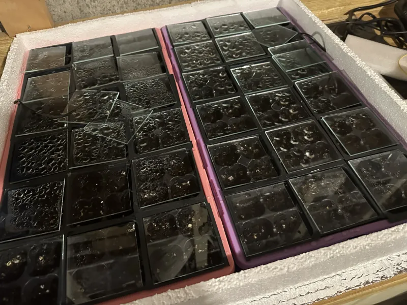 germination trays