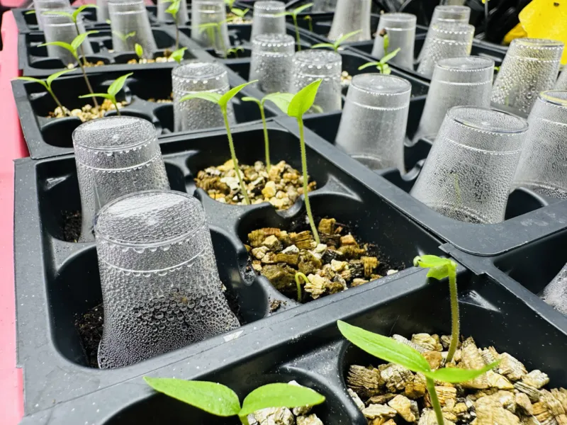 mini humidity domes