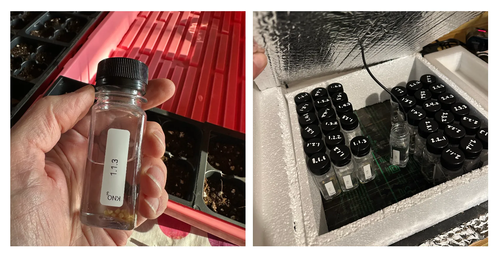 Bottles used for soaking seeds