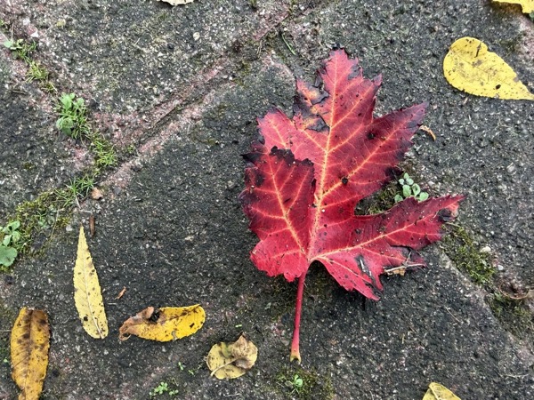 A bright red maple leaf resting on dark pavement among yellow fallen leaves